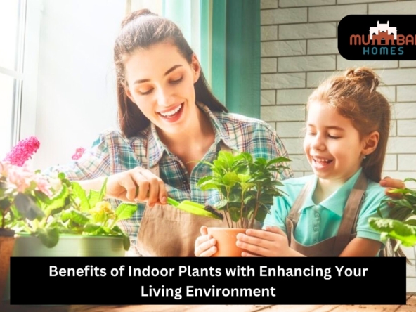 Benefits of Indoor Plants with Enhancing Your Living Environment